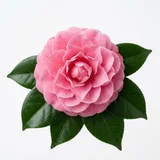 camellia