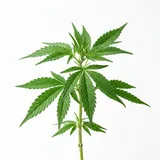 cannabis