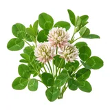 clover