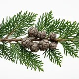 cypress