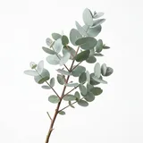 eucalyptus