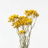 immortelle absolute