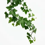 плющ