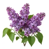 lilac