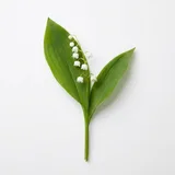 lily of the valley