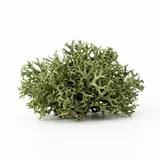 moss