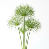 calamus