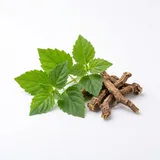 patchouli