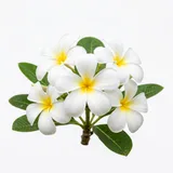 frangipani