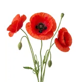 poppy