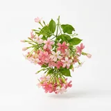 Рангунская лиана