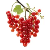 Красная смородина