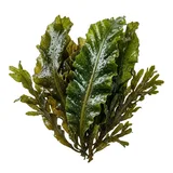 kelp