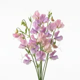 sweet pea
