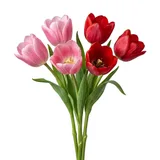 tulip
