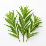 lemon vervain