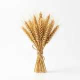 malt