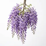 wisteria