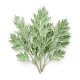 mugwort