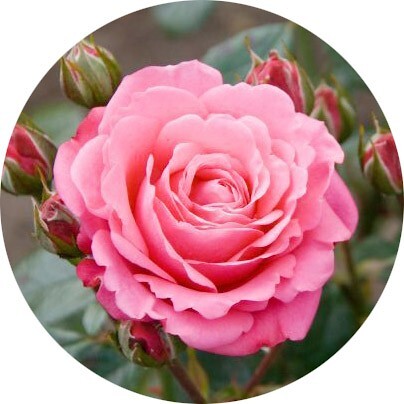 Tiziana Terenzi Gold Rose Oudh — набор ((д + д) 10 + 10 мл)
